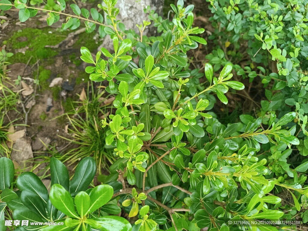 翠綠繁茂的叢生植物
