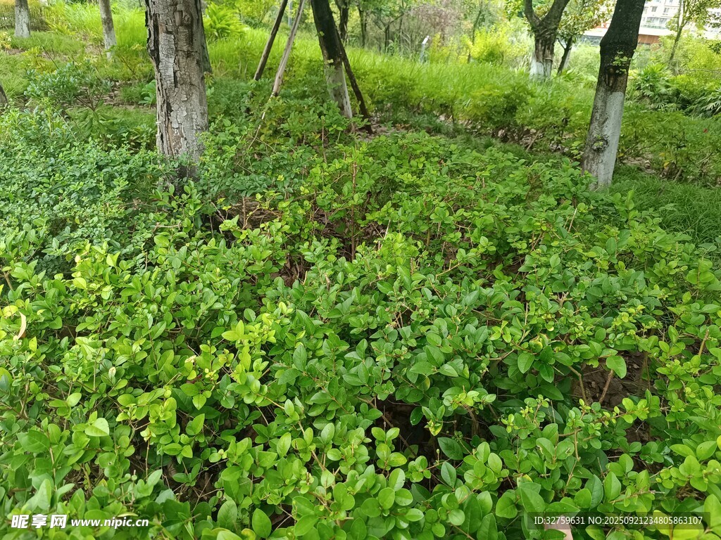 林間繁茂綠植生機勃勃