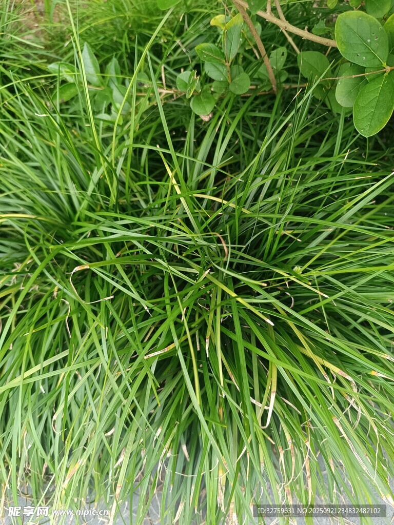 翠綠叢生的觀賞草
