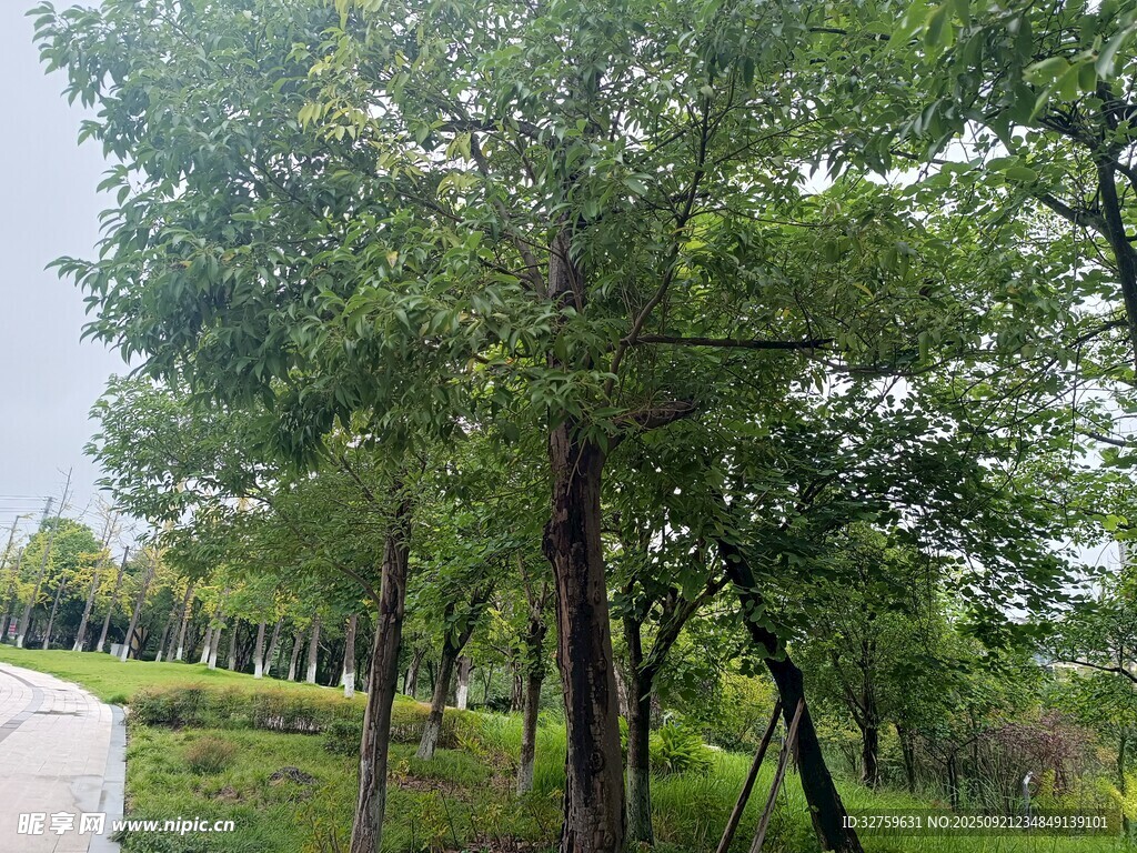 林間綠意盎然的清新景致