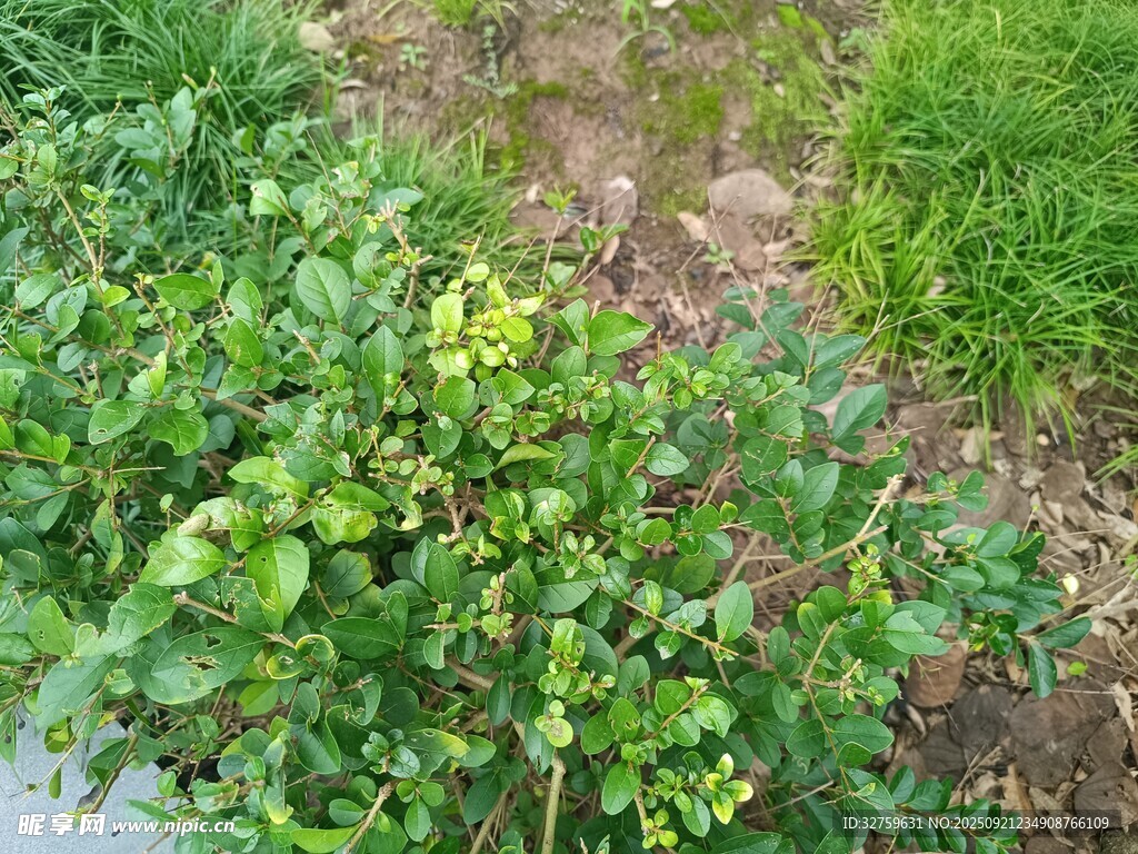 綠葉繁茂的地面植物景觀