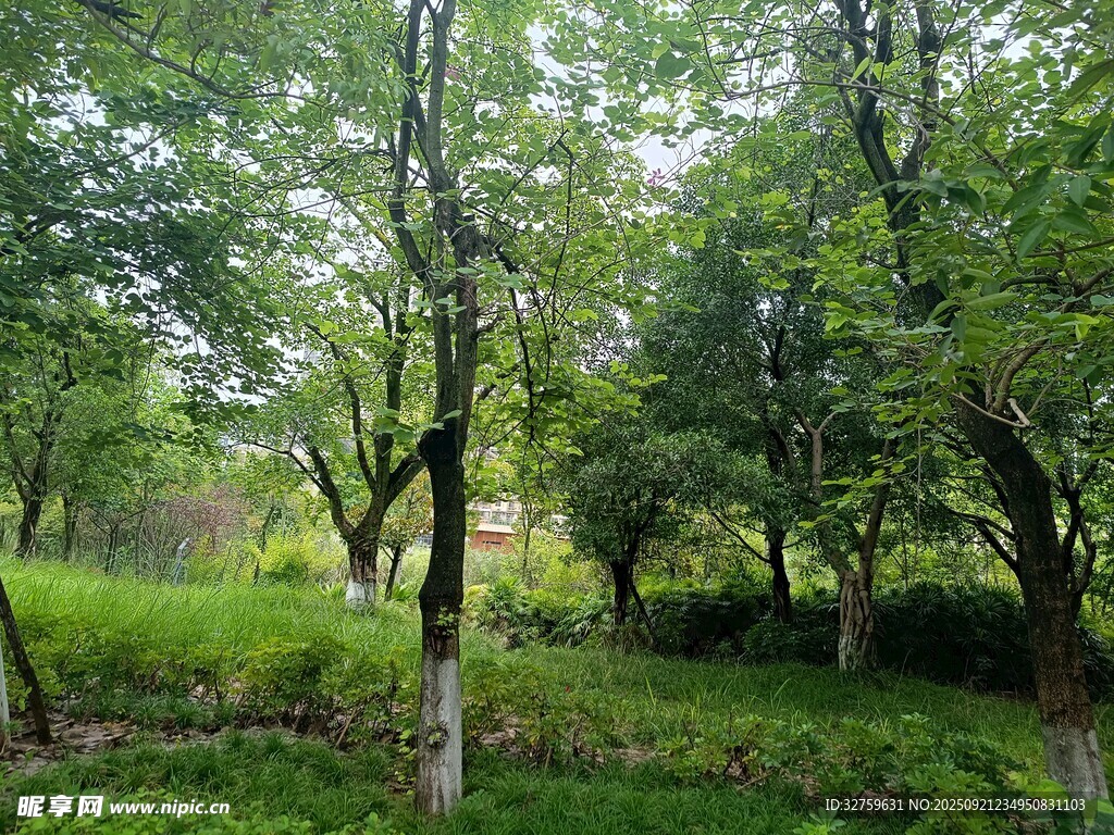 綠意盎然的林間景致