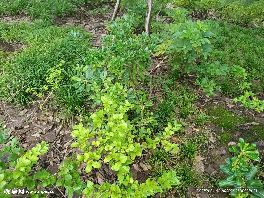 綠意盎然的植物景觀