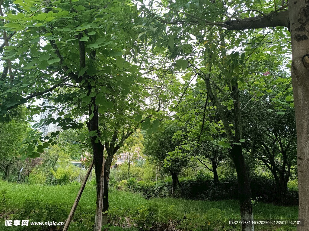 綠意盎然的林間景致