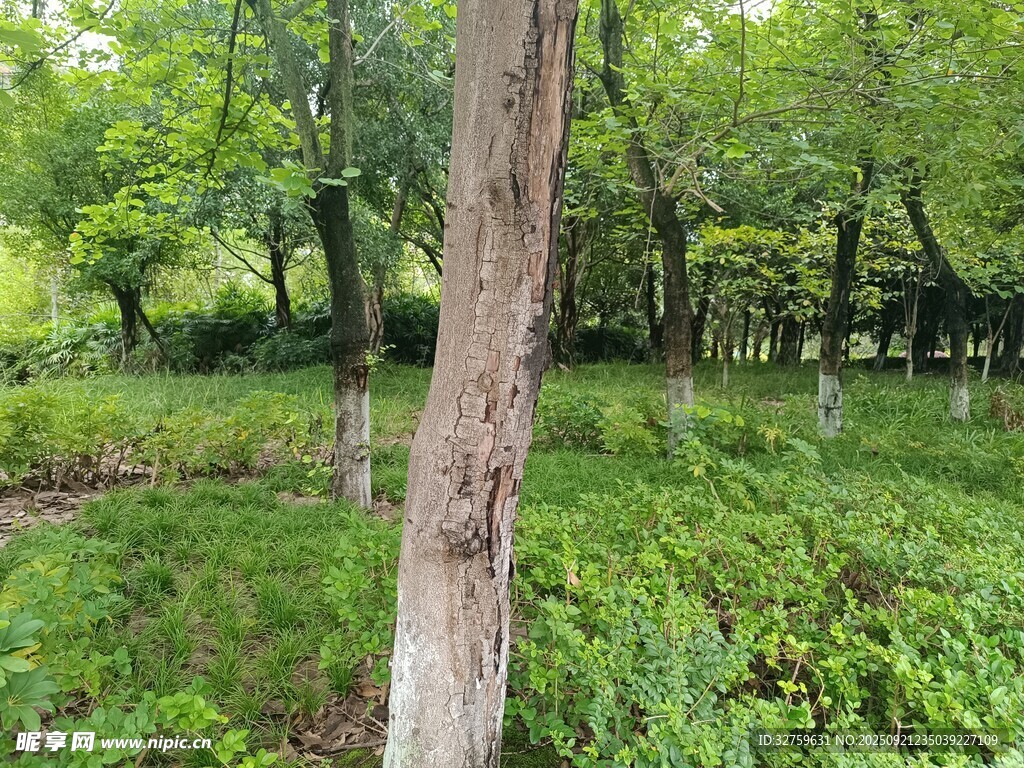 林間綠意盎然的自然景象
