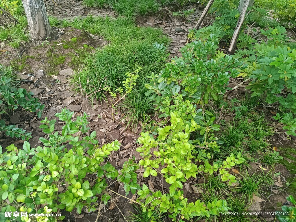 林間翠綠植物景觀