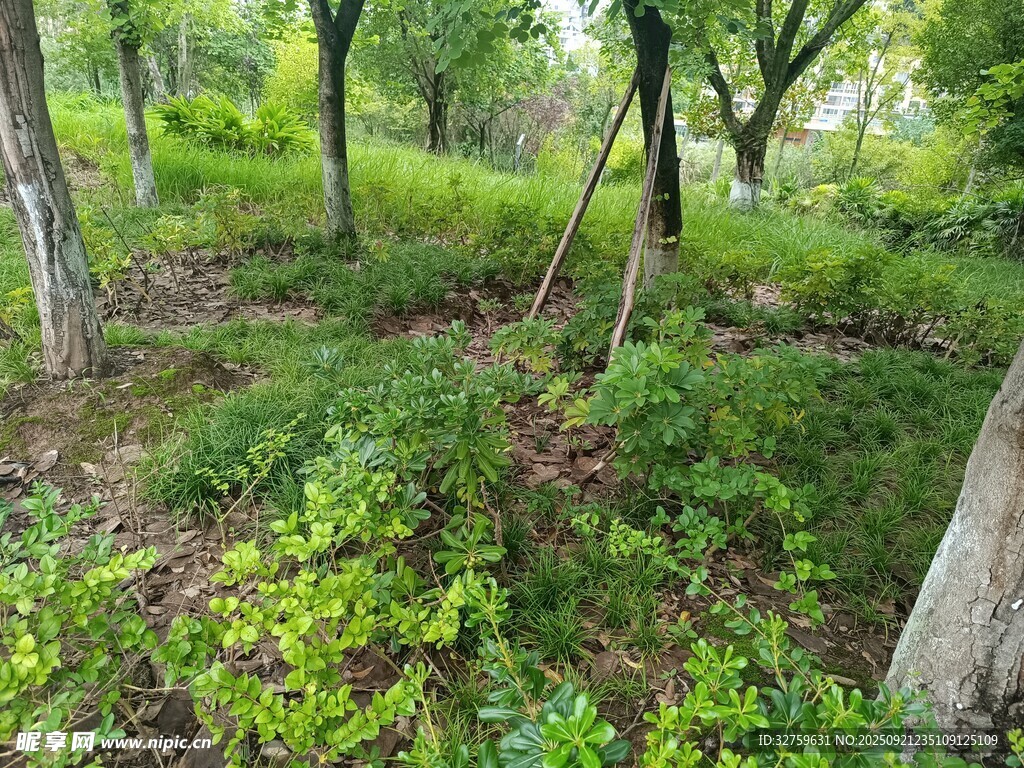 綠意盎然的森林景象