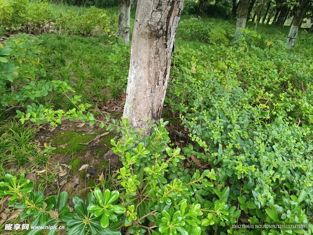 林間綠意盎然的樹木與植被