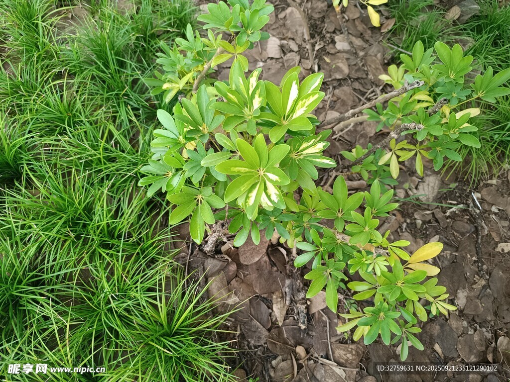 綠葉植物生長于泥土間
