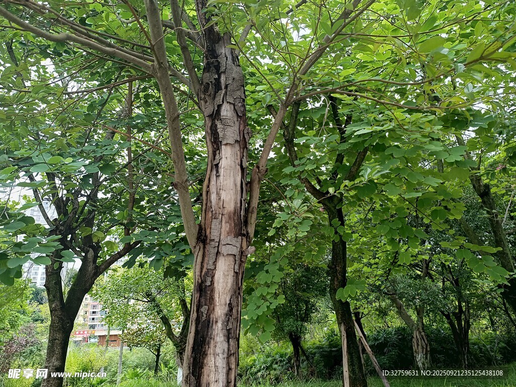 林間粗壯樹干與繁茂枝葉