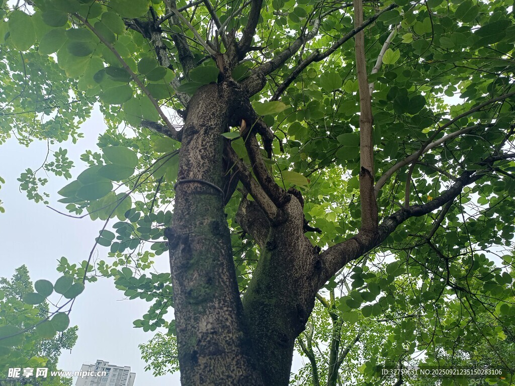 粗壯大樹枝葉繁茂