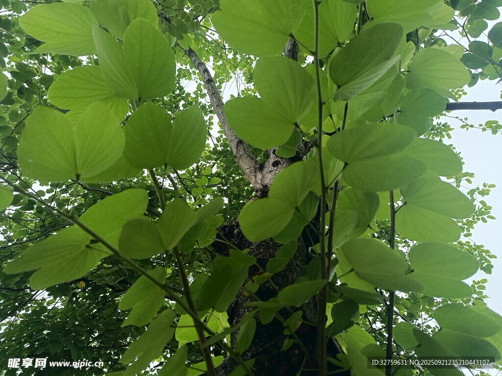 綠葉間的繁茂樹(shù)木景象