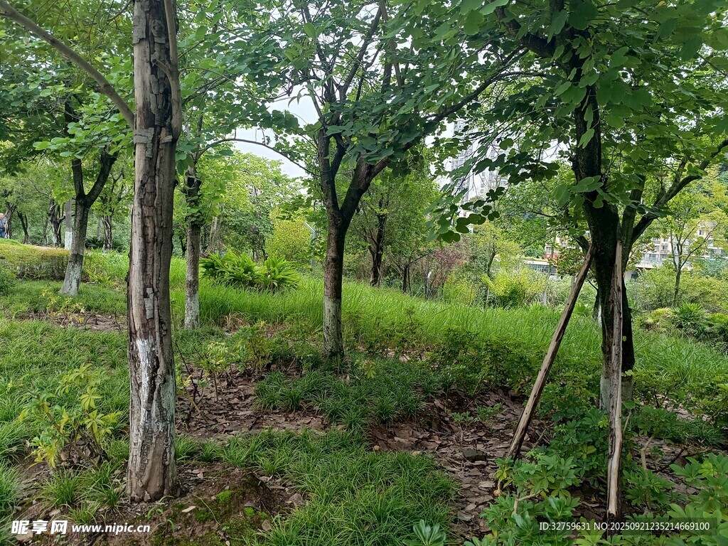 夏日林間綠意盎然
