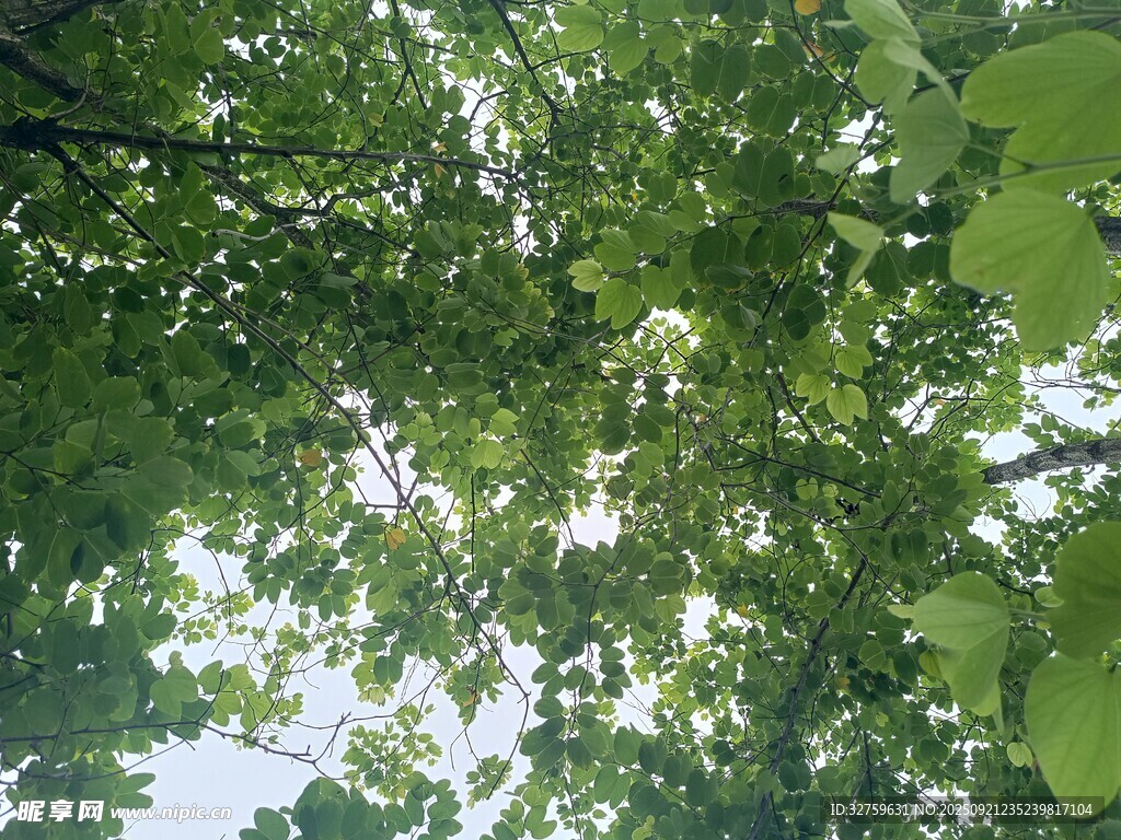 仰視翠綠繁茂的樹(shù)葉樹(shù)冠