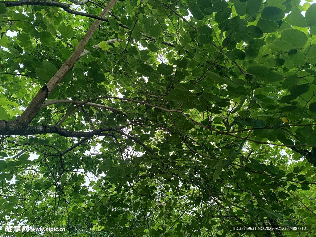 夏日繁茂綠樹景觀