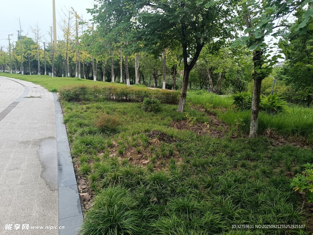 路邊綠意盎然的樹(shù)林景觀