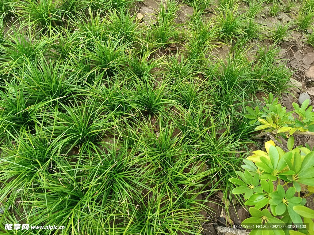 翠綠叢生的草本植物