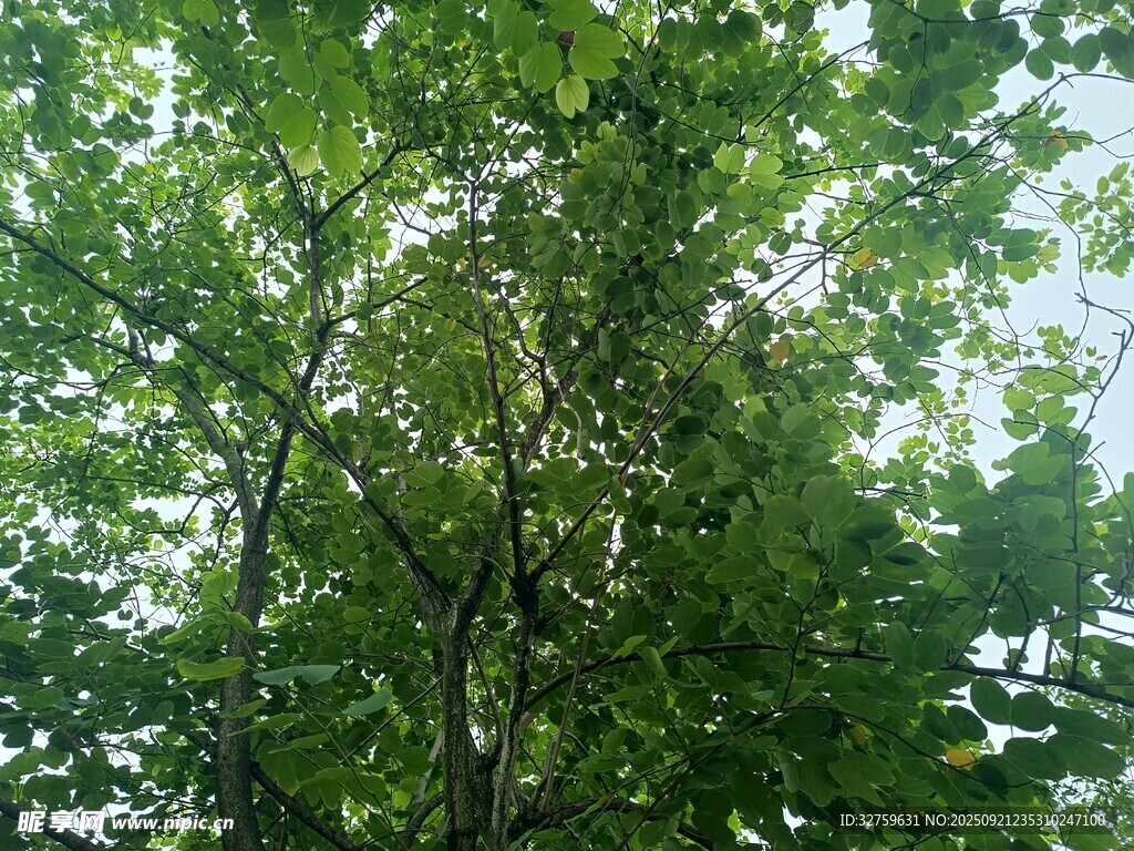 仰視蔥郁繁茂的綠樹