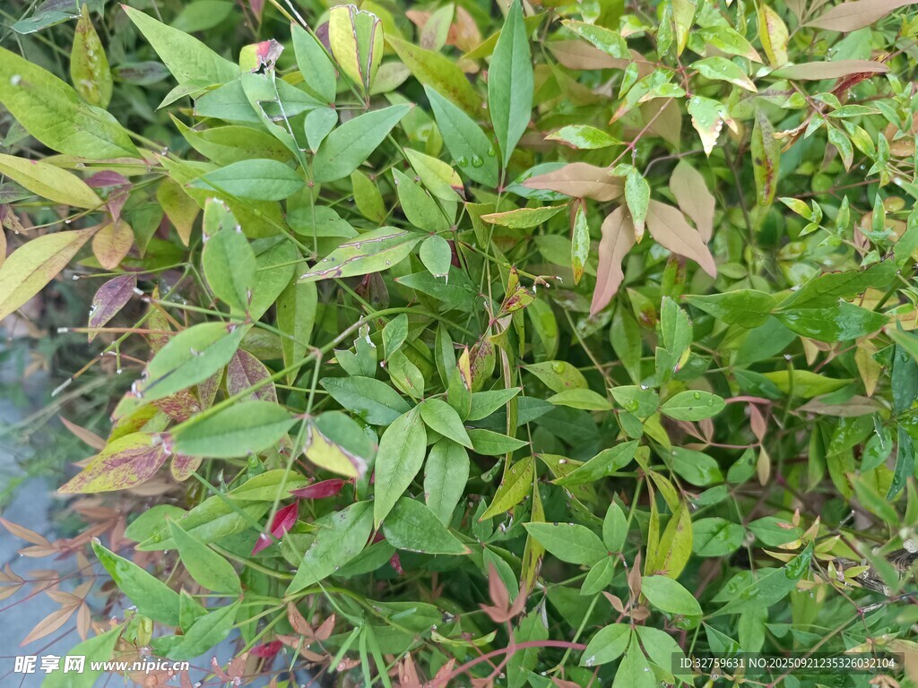 綠葉植物近景特寫