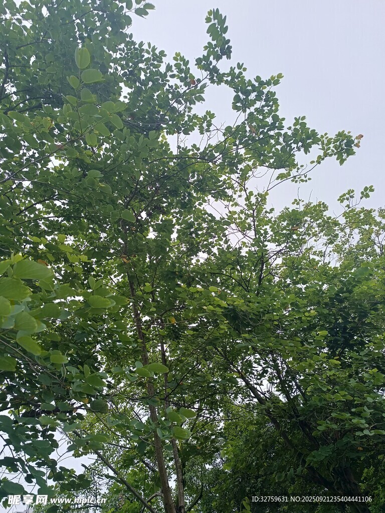 夏日繁茂綠樹景致