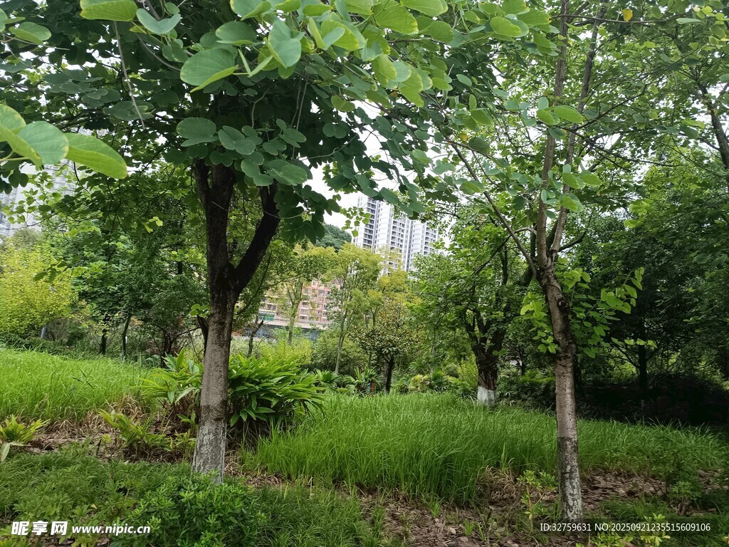 綠意盎然的樹(shù)林景觀