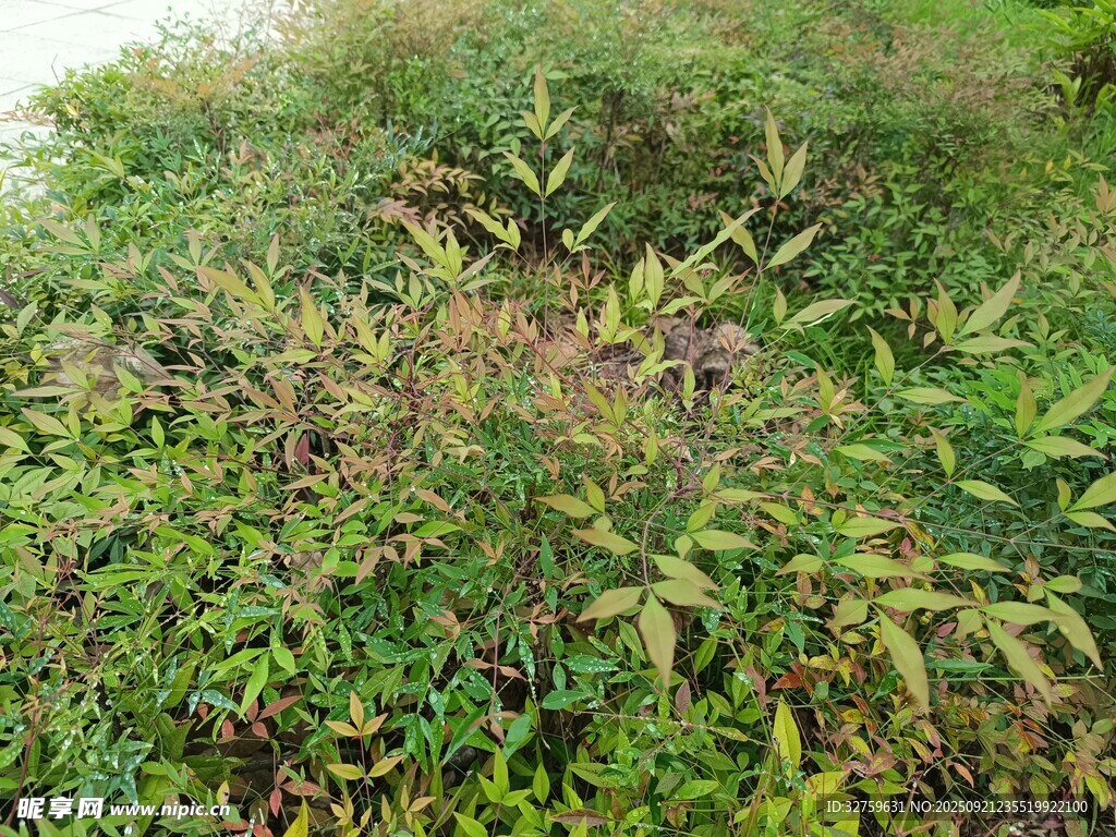 野外繁茂的綠色植物叢