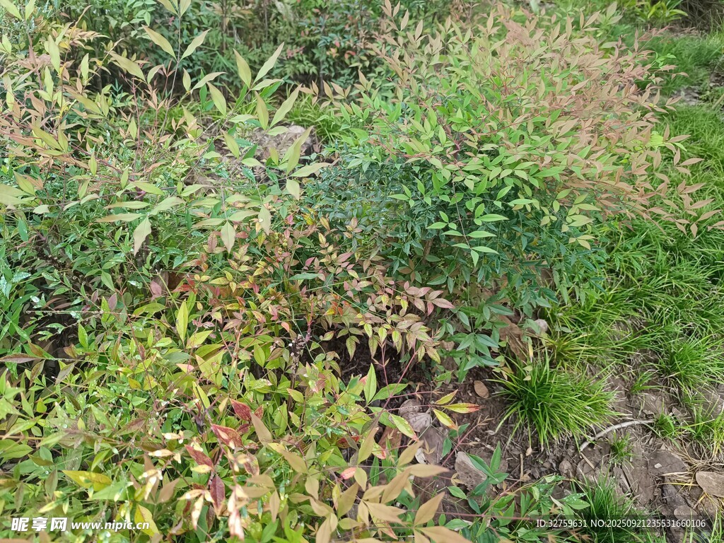 野外繁茂綠植景象