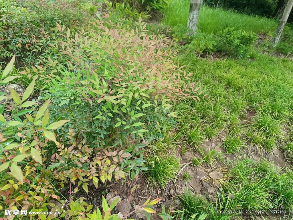 綠意盎然的植物景觀