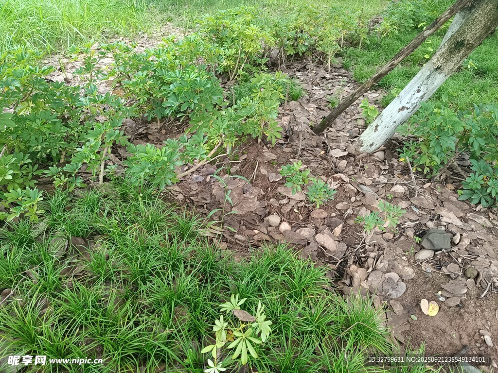 戶外草地與樹干場景