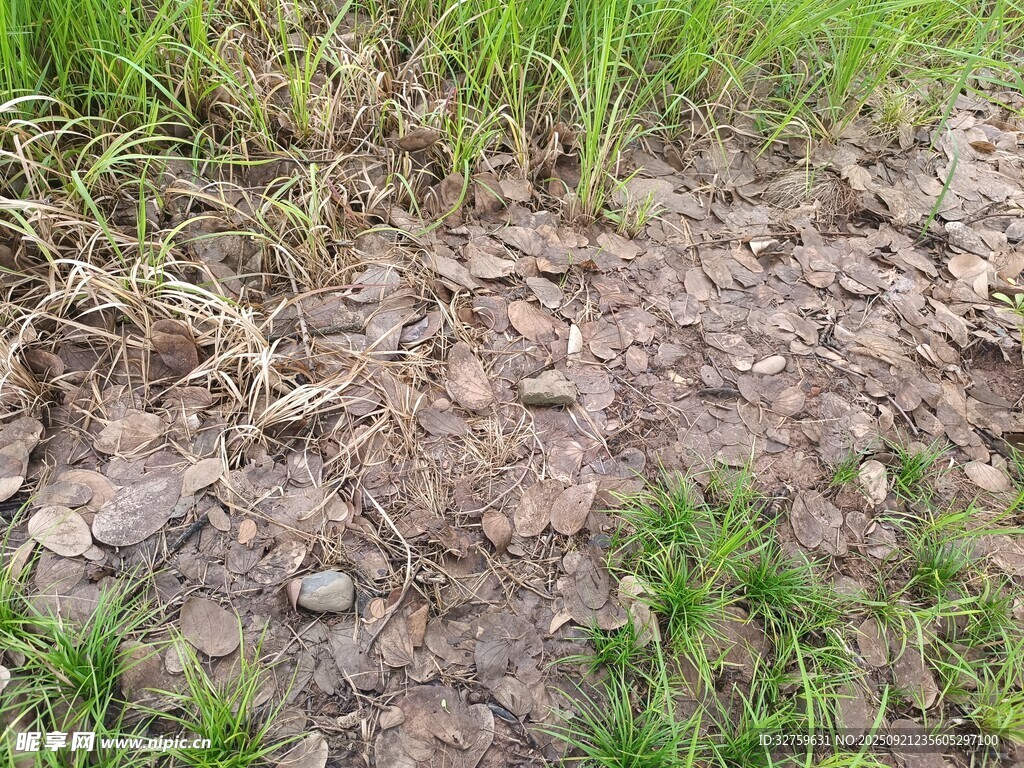 地面泥土與零星青草