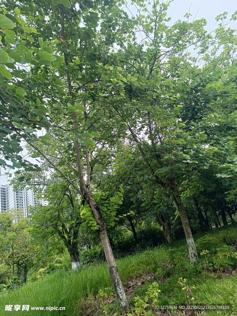 綠意盎然的樹林景觀