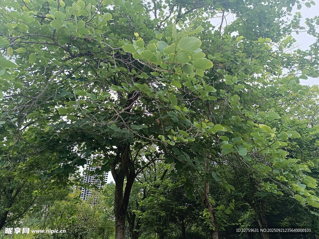 茂密綠樹