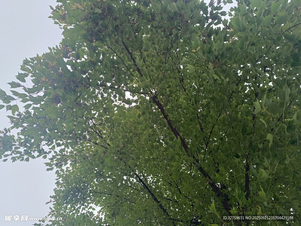 綠葉繁茂的高大樹木