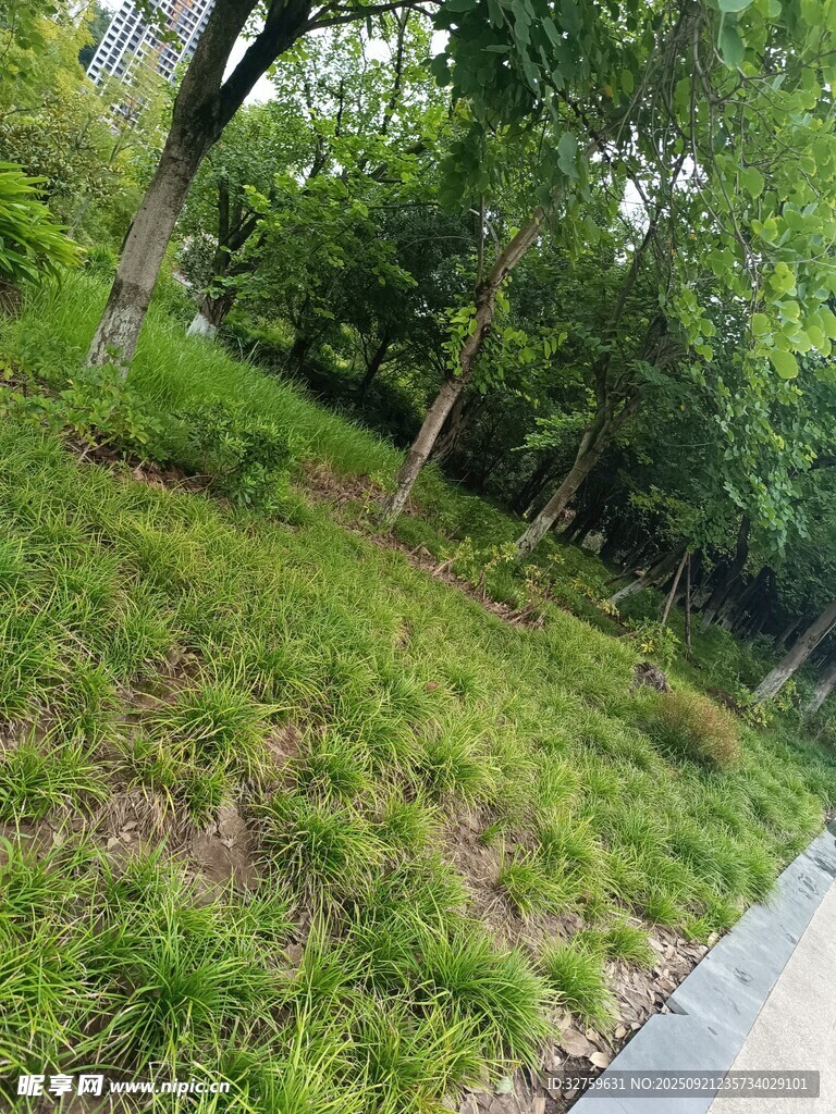 路邊綠意盎然的草地樹林