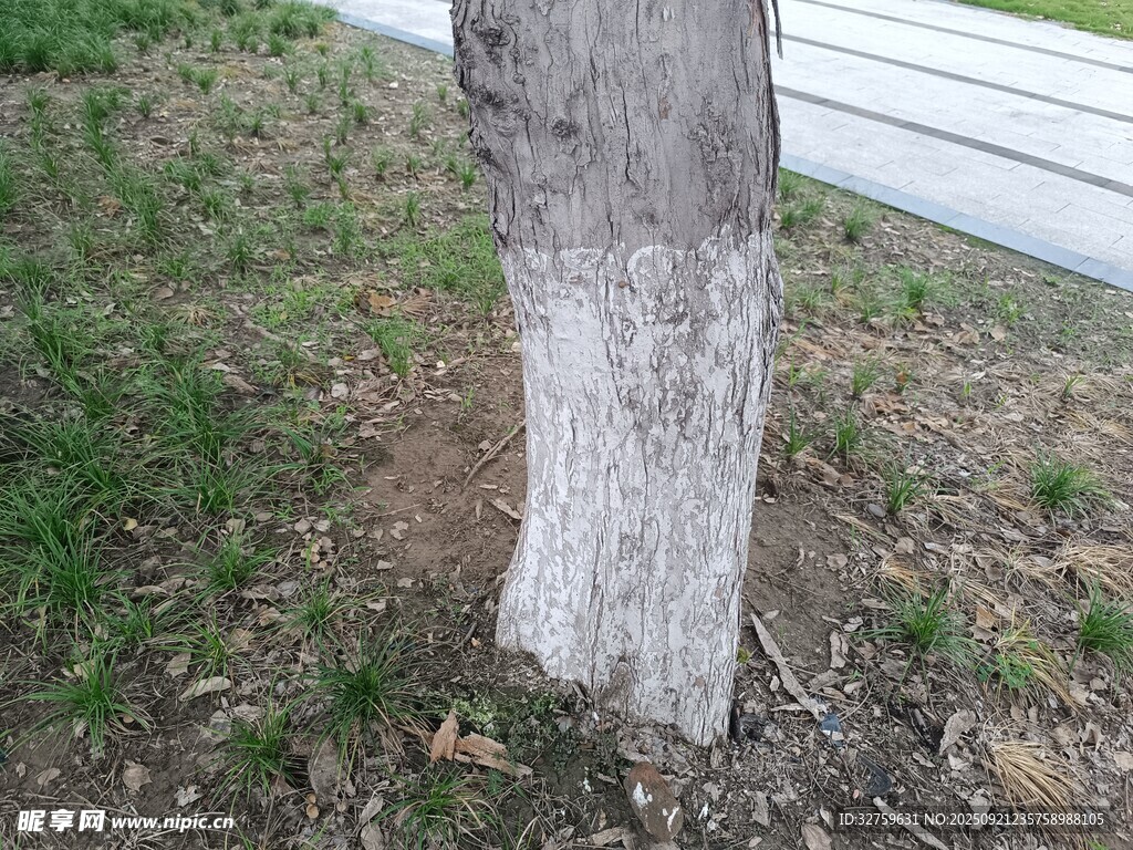 樹干底部白色涂白痕跡