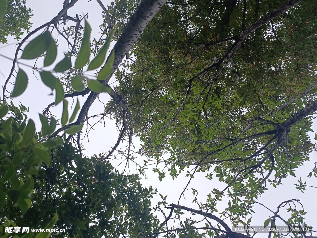 仰視繁茂枝葉