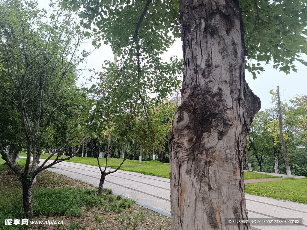 路邊大樹與蔥郁綠植景觀