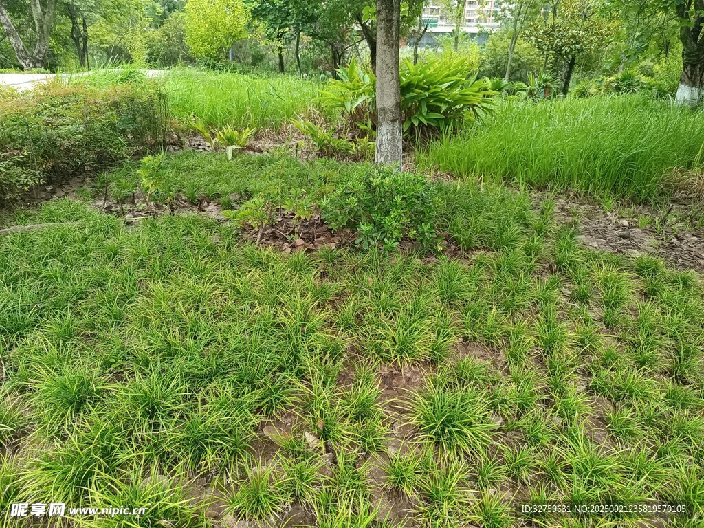 綠意盎然的草地與樹木景觀