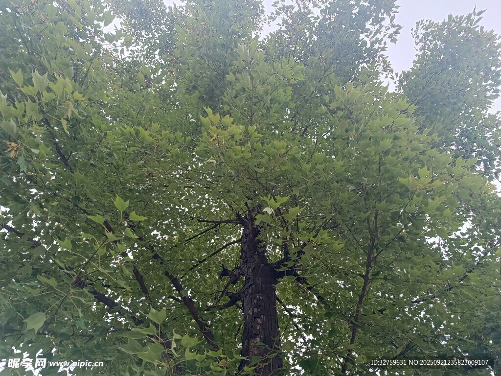 茂密綠樹