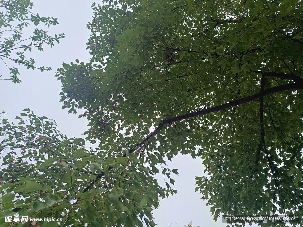 仰視繁茂綠樹樹冠