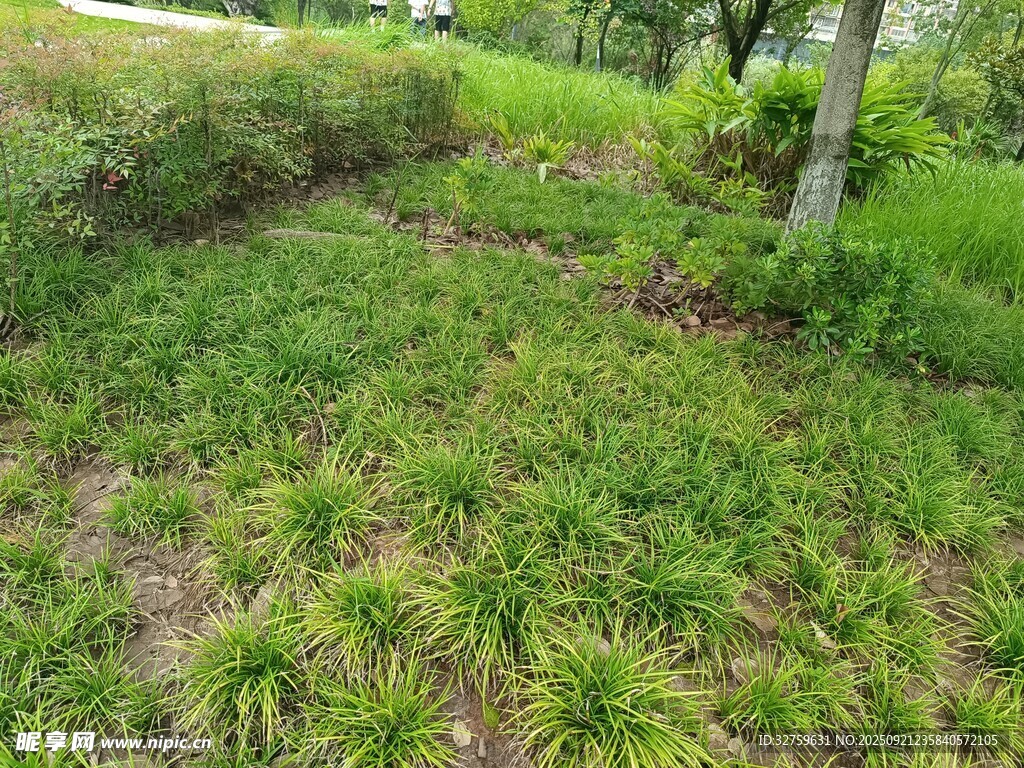 綠意盎然的草地景觀
