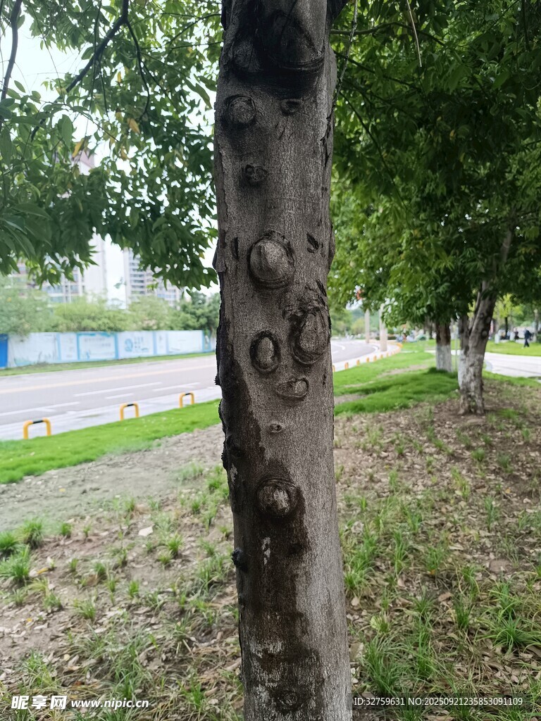 公園中斑駁樹干與綠意