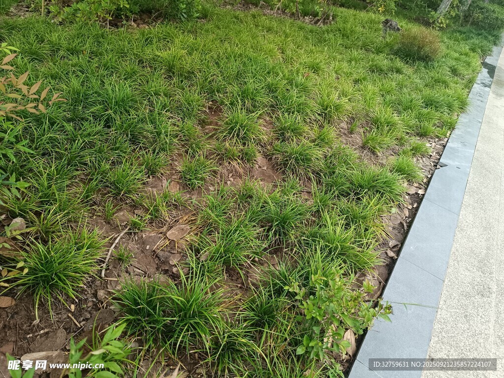 路邊翠綠繁茂的草地