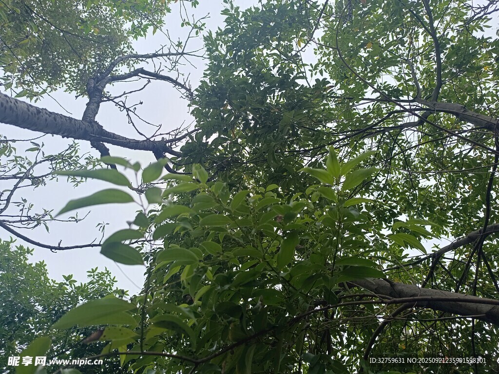 仰視繁茂綠樹(shù)景象