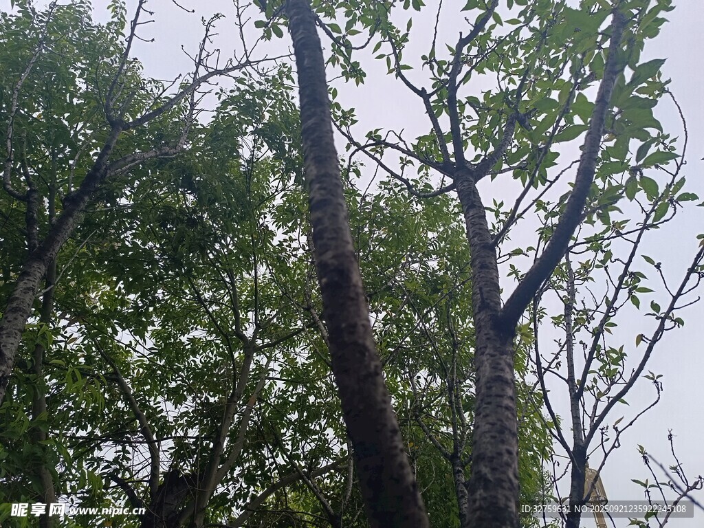 茂密樹林中的高大樹木