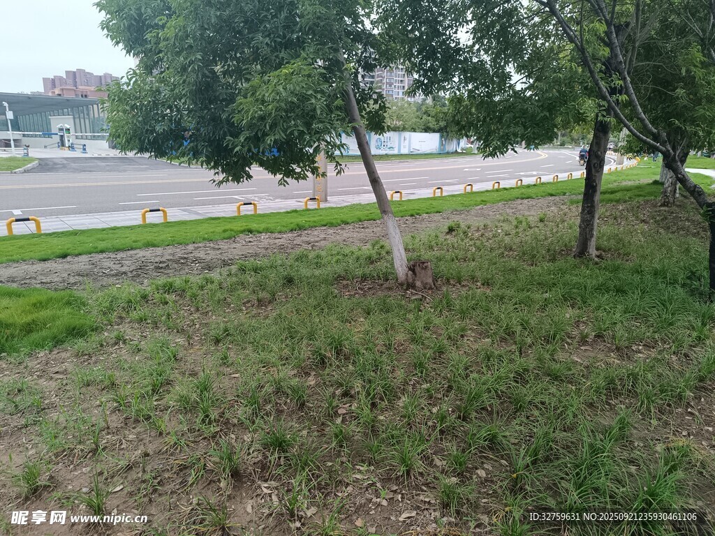 路邊綠樹(shù)與草地景觀