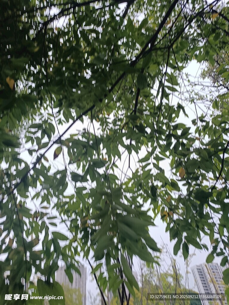 仰視繁茂枝葉