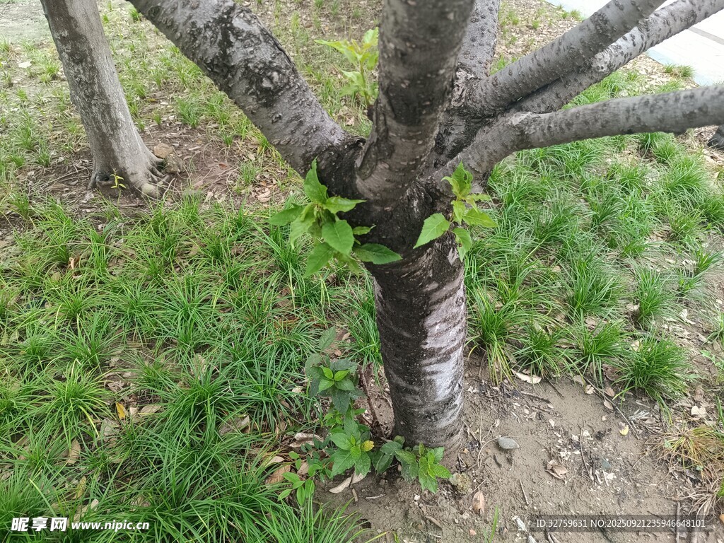 樹(shù)干上的嫩綠新芽