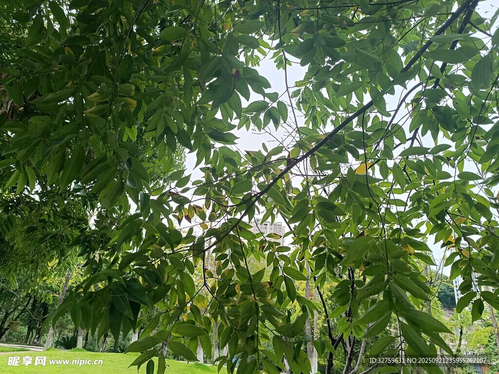 綠蔭下的清新自然景致