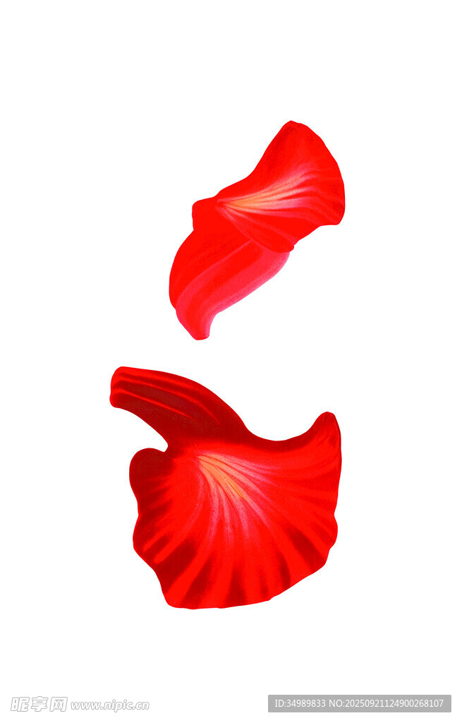 飄落的紅色玫瑰花瓣